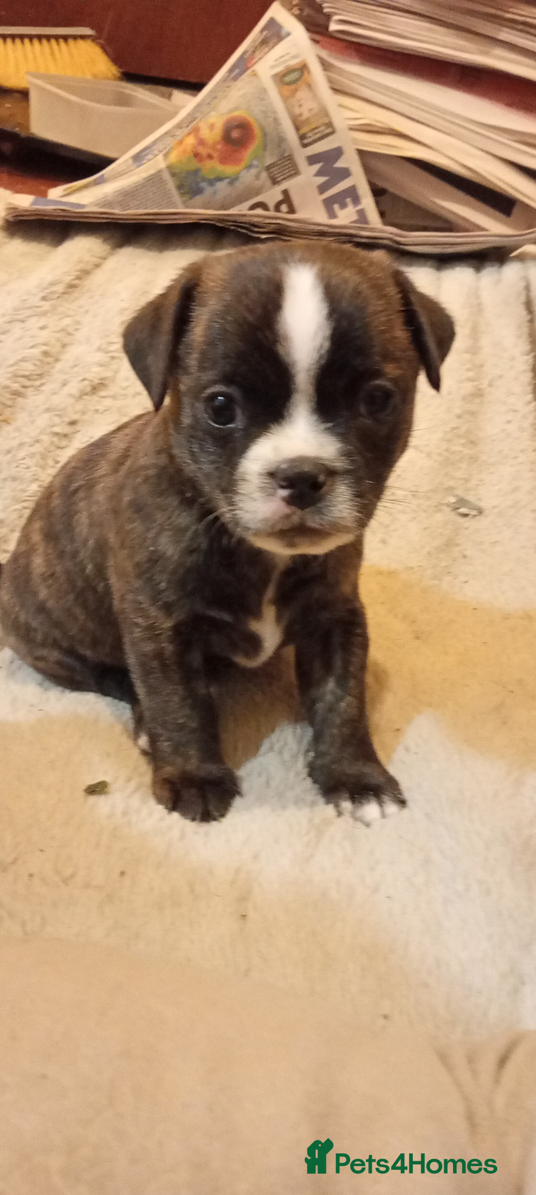 Mixed Breed dogs for sale: Bubbles Staff cross pug  - Advert 3