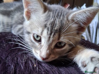 Mixed Breed cats ⭐️⭐️Stunning Russian Blue X Bengal Kitten ⭐️⭐️⭐️ - Advert 3