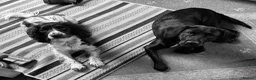 Springador dogs for stud: Springador for Stud  in Taunton - Advert 5