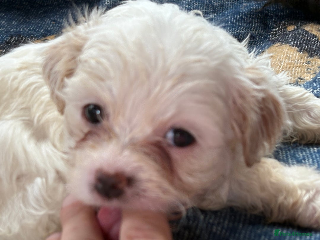 Mixed Breed dogs for sale: Hypoallergenic teddy puppies  in Lincoln - Image 9