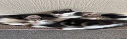Mixed Breed cats for sale: Three beautiful Female Cats🐾 - Advert 12