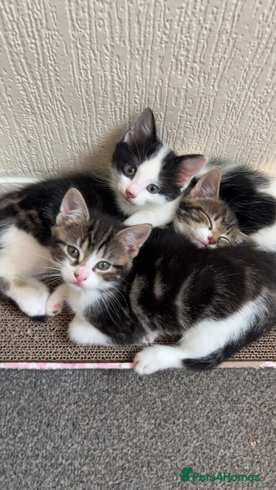 Mixed Breed cats for sale: Three beautiful Female Cats🐾 - Advert 12