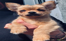 Pomchi dogs for sale: Beautiful female puppy ready now!  in Godstone - Image 16