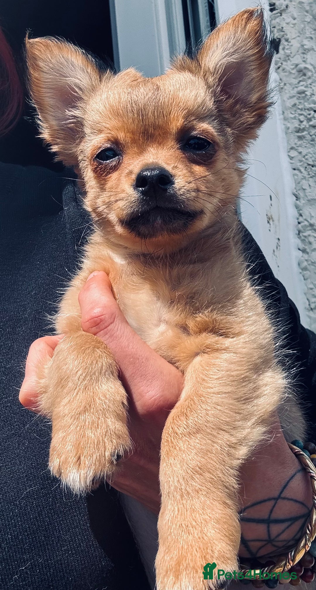 Pomchi dogs for sale: Beautiful female puppy ready now!  in Godstone - Image 16