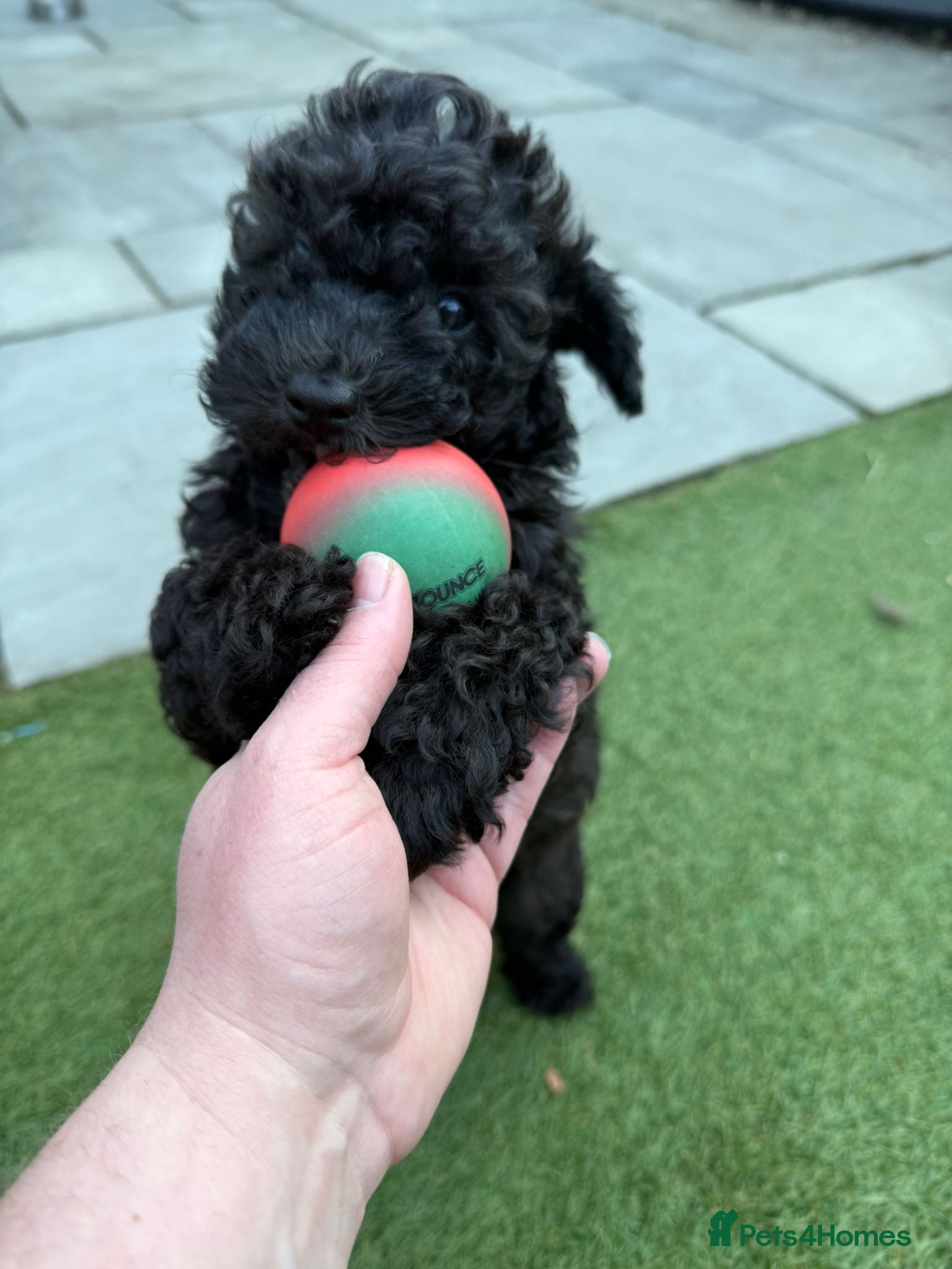 Cavapoo dogs F1b Dna health tested cavapoos - Advert 2