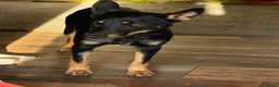 Mixed Breed dogs for adoption: Sweet Lilly is looking for LOVE - Advert 17