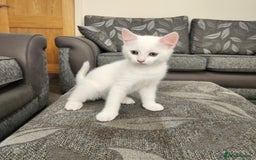 Domestic Shorthair cats for sale: 5 kittens ready for a new home  - Image 1