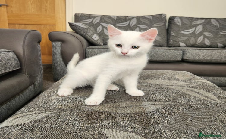 Domestic Shorthair cats - Advert 3