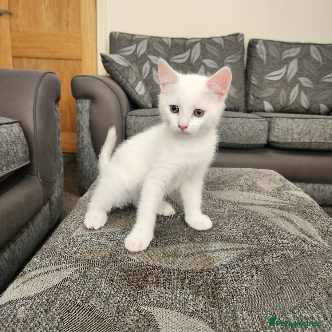 Domestic Shorthair cats for sale: 5 kittens ready for a new home  - Image 1
