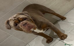 Old Tyme Bulldog dogs for stud: Well proven stud available  - Image 5