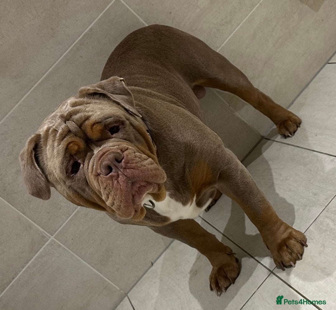 Old Tyme Bulldog dogs for stud: Well proven stud available  - Image 5