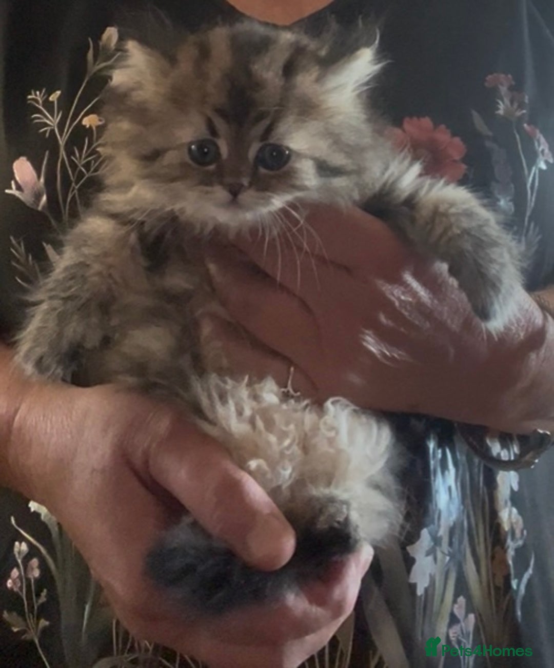 Persian cats for sale: persian chinchilla kittens  - Image 8