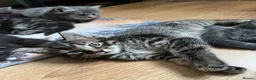 Norwegian Forest Cat cats for sale: Norwegian & American Bobtail Healthy Kittens 🐱 ✨✨ in Attleborough - Advert 12