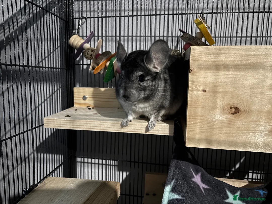 Chinchilla rodents for sale: Male 4 month old standard grey chinchilla  - Advert 2