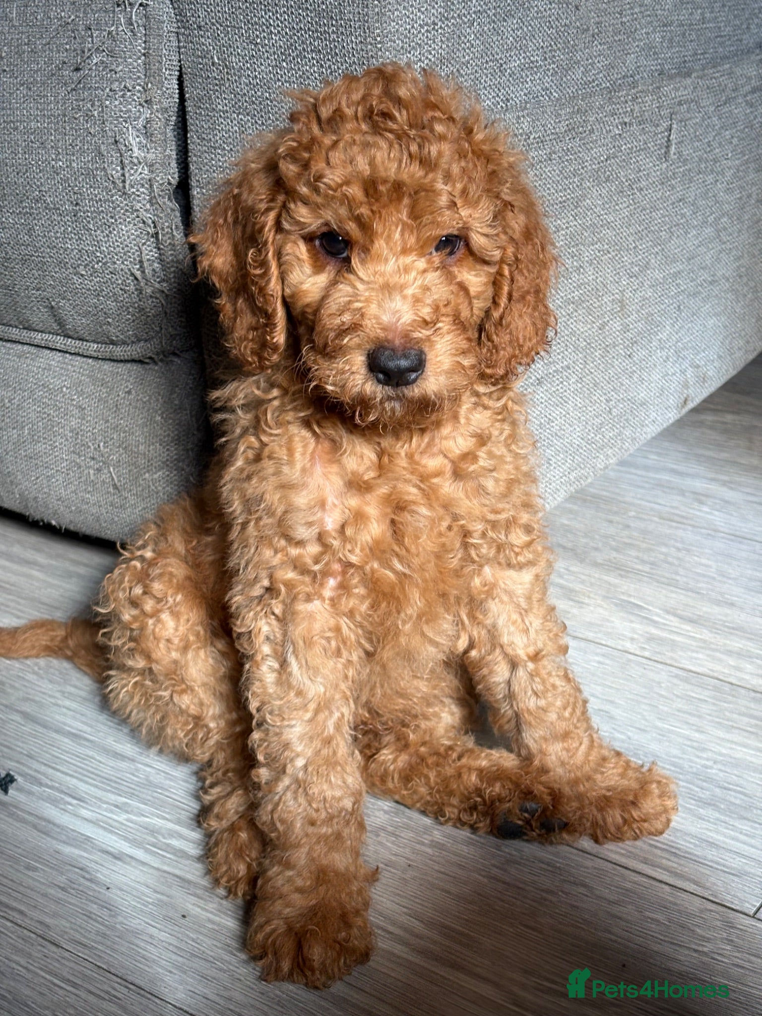 Goldendoodle dogs F1bb goldendoodle puppies READY TO LEAVE - Advert 1