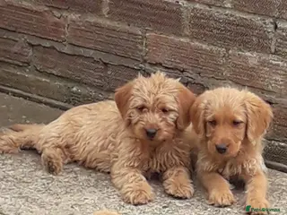 Labradoodle dogs Miniature Labradoodle Puppies / fully vaccinated - Advert 18