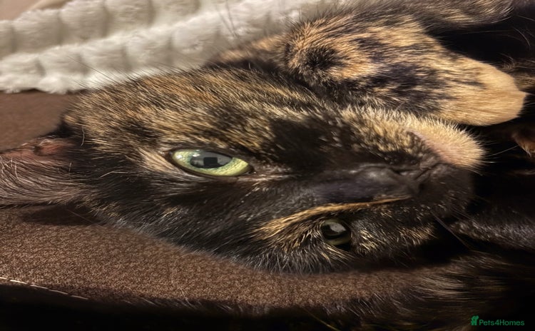 British Shorthair cats - Advert 3