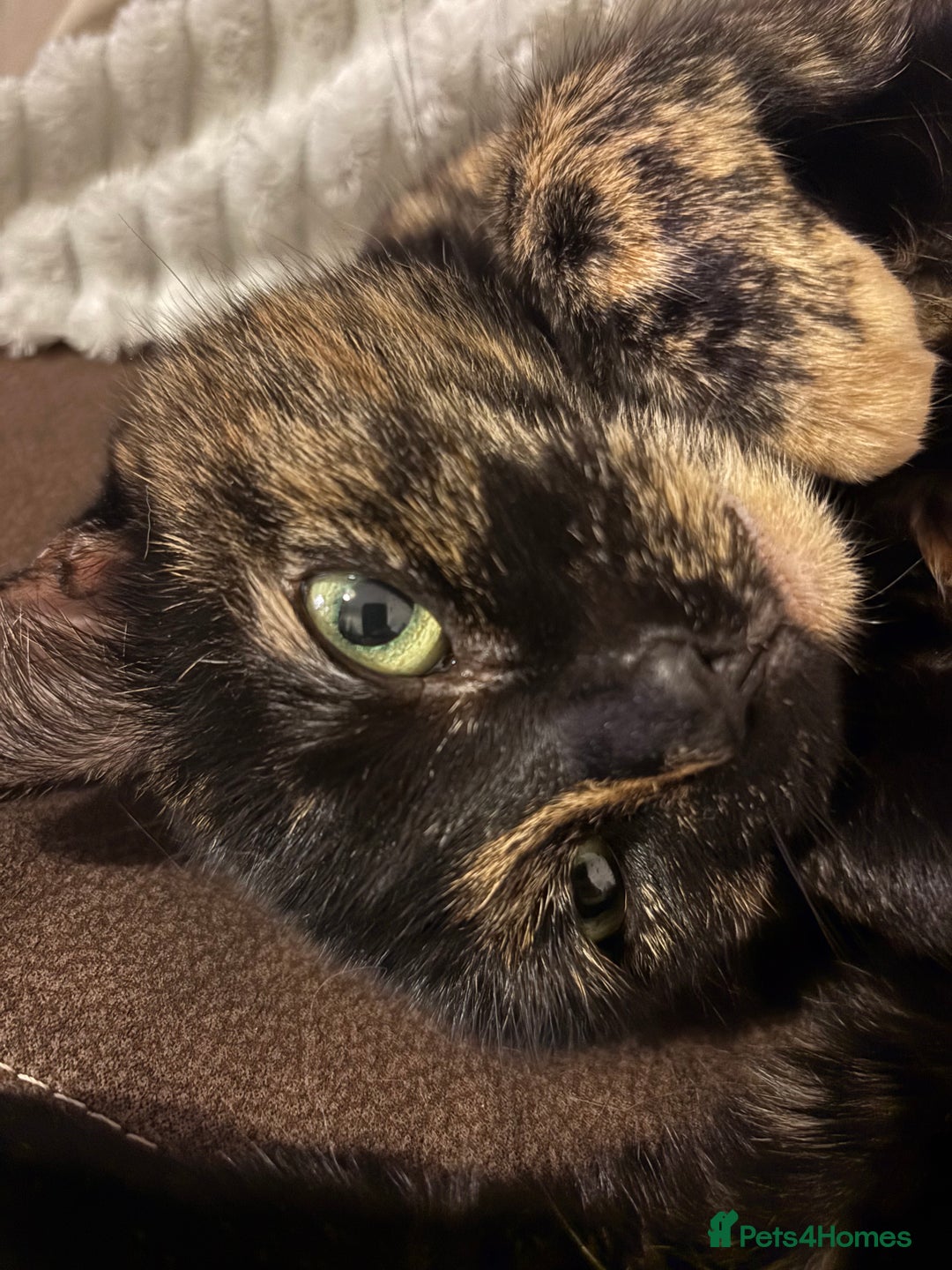 British Shorthair cats for sale: Cuddly Senior Cat Poppy Needs a Loving Home🐾 - Image 1