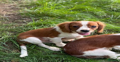 Cavalier King Charles Spaniel dogs in Stafford - Advert 8