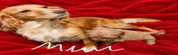 Cockapoo dogs for sale: F1 COCKAPOO PUPPIES PRA CLEAR - Advert 6
