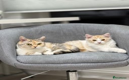 Munchkin cats for sale: Pedigree TICA Munchkin Kittens – Short Legs 🐈 - Image 20