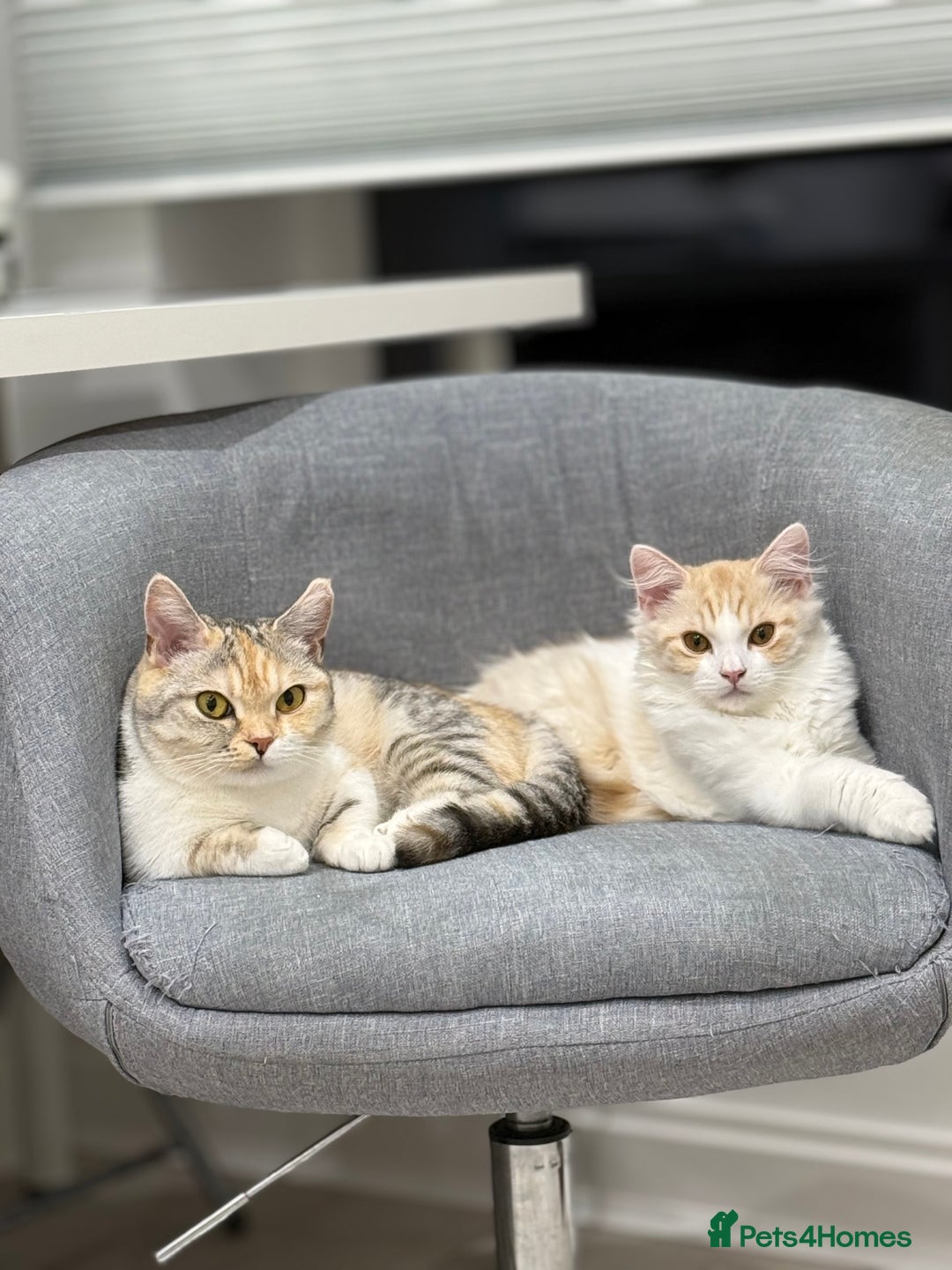 Munchkin cats for sale: Pedigree TICA Munchkin Kittens – Short Legs 🐈 - Image 20