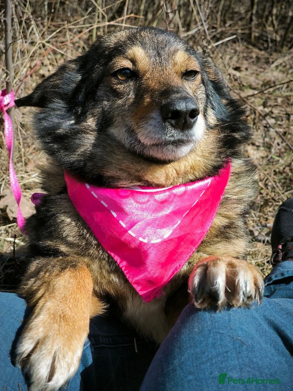 Mixed Breed dogs ❤️BUFFY-BOO❤️ 5yo small size one-in-a-million girl - Advert 2