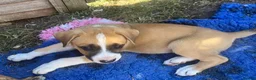 Mixed Breed dogs for sale: Boxer Shepherds for sale in High Wycombe - Advert 9