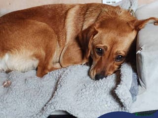 Mixed Breed dogs Meet Wilma, currently residing in West Midlands - Advert 1