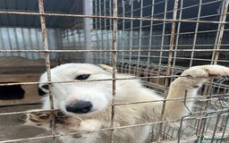 Mixed Breed dogs for adoption: Elena - Marlborough Wiltshire  - Advert 8