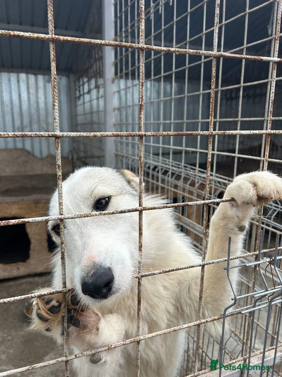 Mixed Breed dogs for adoption: Elena - Marlborough Wiltshire  - Advert 8