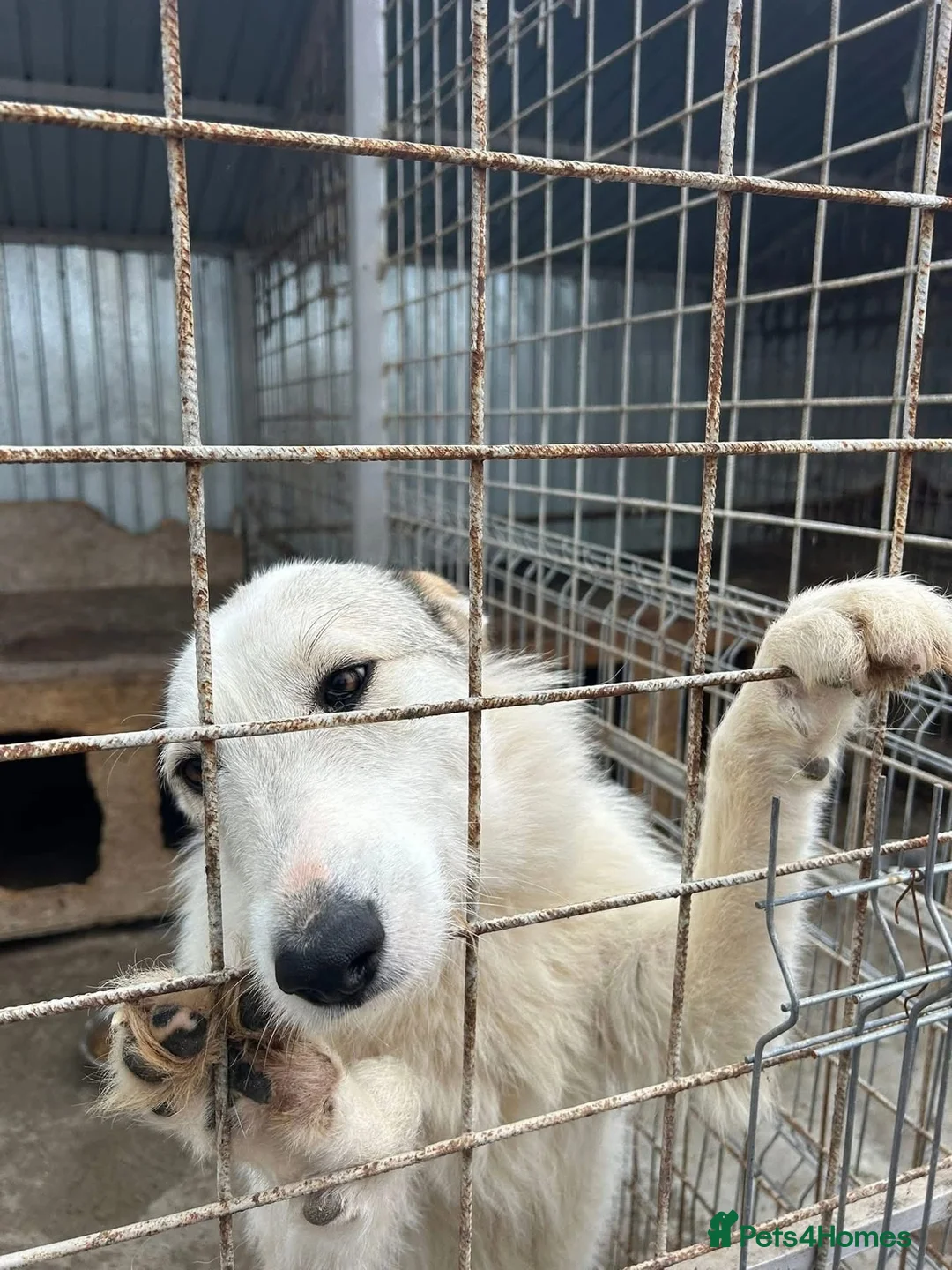 Mixed Breed dogs for adoption: Elena - Marlborough Wiltshire  - Advert 8