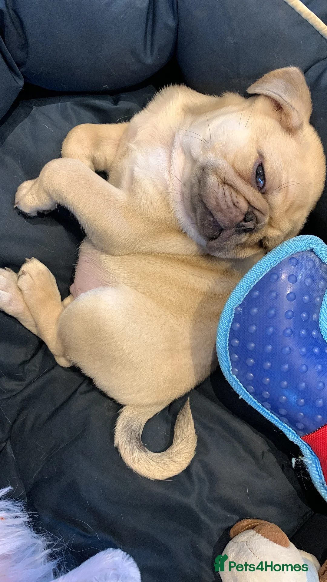 Pug dogs for sale: Beautiful male pug puppy  - Advert 5