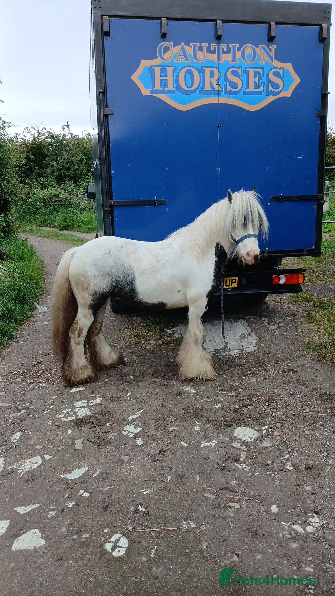Irish Cob horses for sale: Ride and drive gelding  - Advert 2