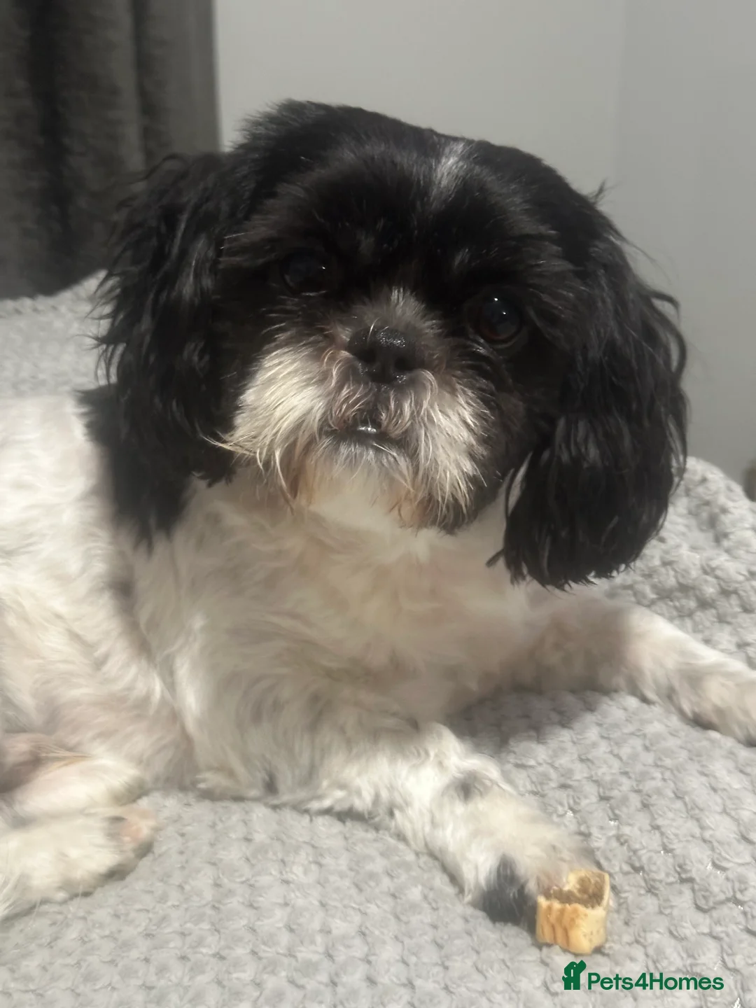 Shih Tzu dogs for stud: Roly  - Advert 1