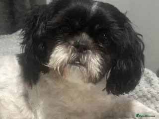 Shih Tzu dogs Roly - Advert 3