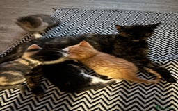 Domestic Shorthair cats for sale: Beautiful shorthair mixed colour kittens  - Image 15