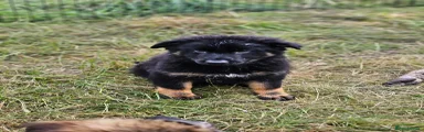 German Shepherd Puppy 10