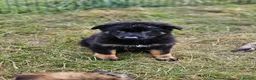 German Shepherd dogs for sale: Kc reg working line German shepherd pups in Barnsley - Advert 8