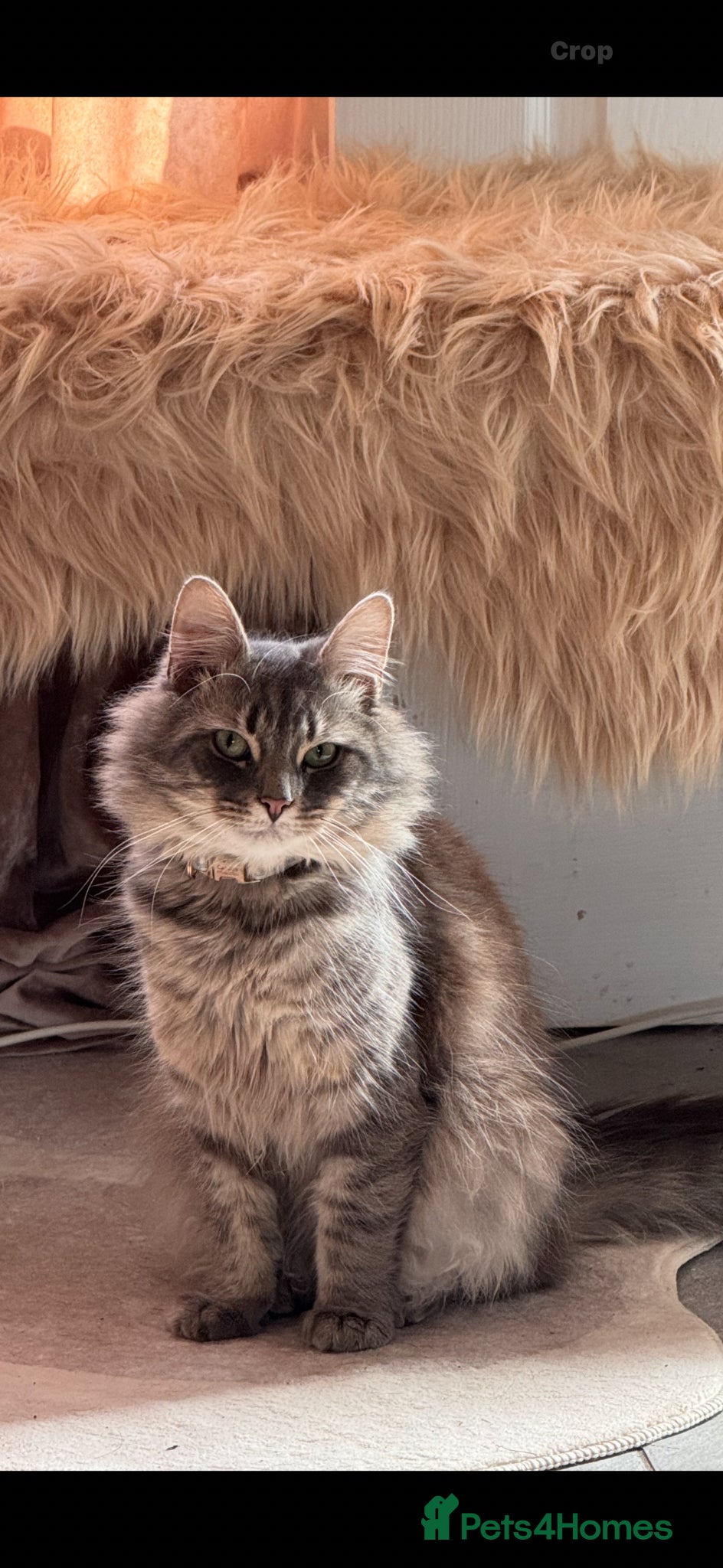 Mixed Breed cats Grey Tabby x Ragdoll Male - Advert 6