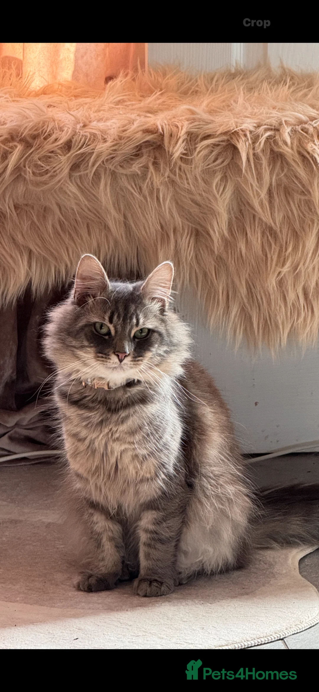 Mixed Breed cats for sale: Grey Tabby x Ragdoll Male - Advert 1
