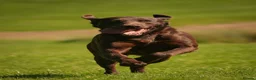 Labrador Retriever dogs for stud: Proven Fully Health Tested Working Chocolate Lab - Advert 5
