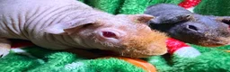Guinea Pig rodents for sale: Skinny Pig Babies Boy & Girls - Advert 12