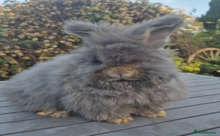 Angora rabbits 💙READY NOW💙- Large Angora boy 💙  - Advert 4