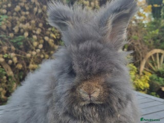 Angora rabbits 💙READY NOW💙- Large Angora boy 💙 - Advert 1