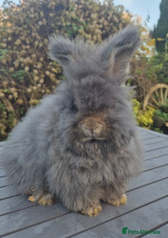 Angora rabbits 💙READY NOW💙- Large Angora boy 💙 - Advert 2