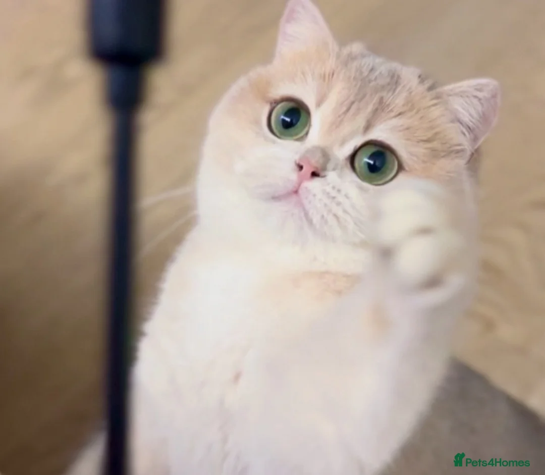 British Shorthair cats for sale: Tica registered ACTIVE queen - Advert 1