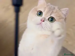 British Shorthair cats Tica registered ACTIVE queen - Advert 17