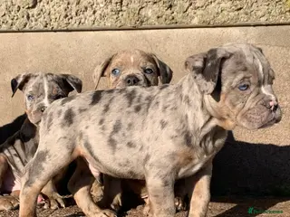 Olde English Bulldogge dogs 3 male puppy Olde English Bulldogges left - Advert 1