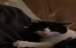 Mixed Breed cats for sale: Cara  - Image 2